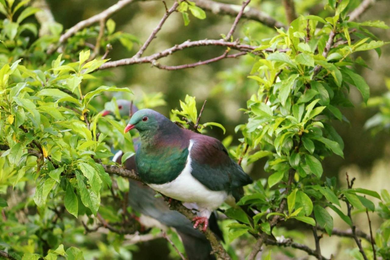 Durie Vale Retreat Villa Whanganui Bagian luar foto